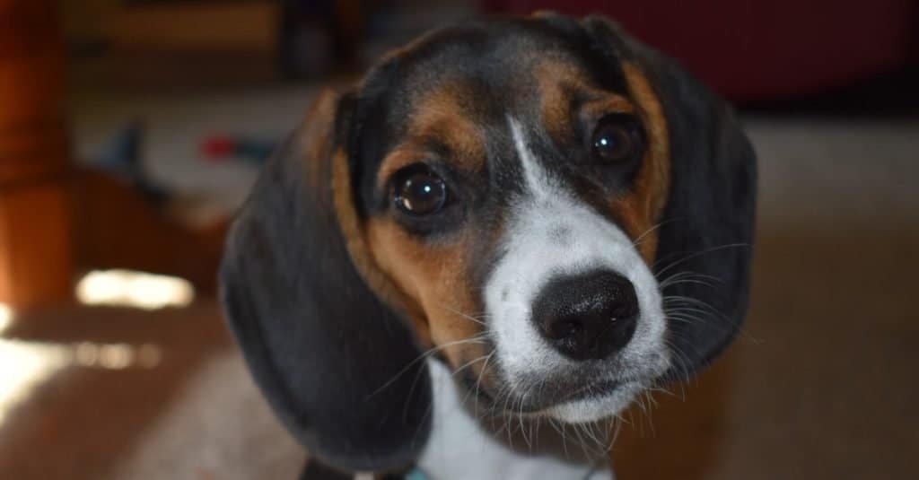 Adorable pocket beagle sitting with his head tilted.