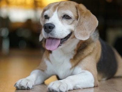 Pocket Beagle Picture