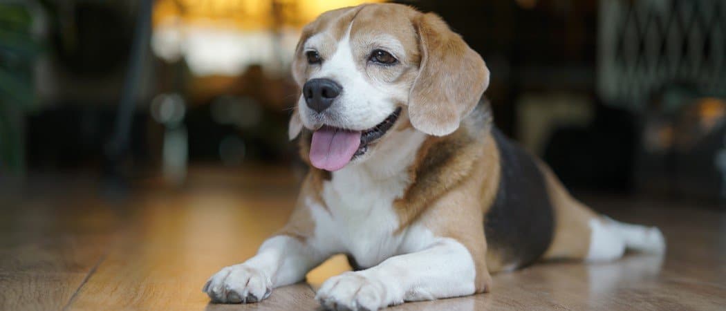 Pocket Beagle Dog Breed Complete Guide