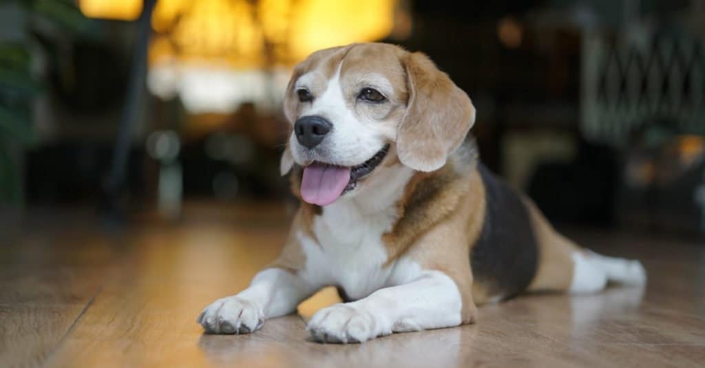 Pocket Beagle lying on the floor in the sitting room.