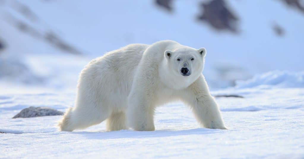 Apex predator: Polar Bear