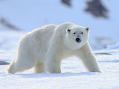 A Do Polar Bears Hunt Humans?