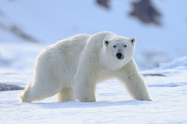 The Polar Bear is a solitary animal that can not only run at speeds of up to 25mph but its strong ability to swim at 6mph makes it a true apex predator within its environment. These semi-aquatic mammals can hunt both on the ice and in the water and have been known to swim vast distances across the open ocean in search of food.