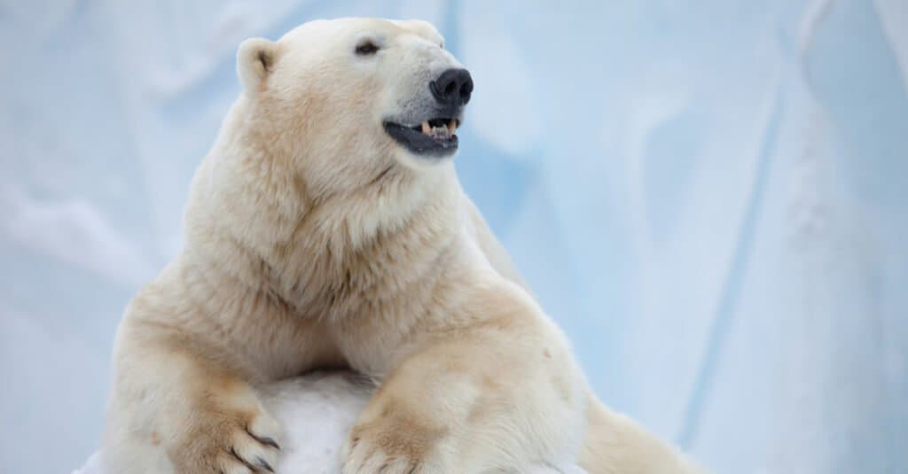 polar bear eating salmon