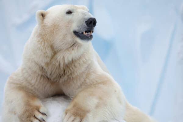 Polar bears commonly hunt via a method called still-hunting. The bear uses its keen sense of smell to locate a seal breathing hole and waits in silence for a seal to come out.