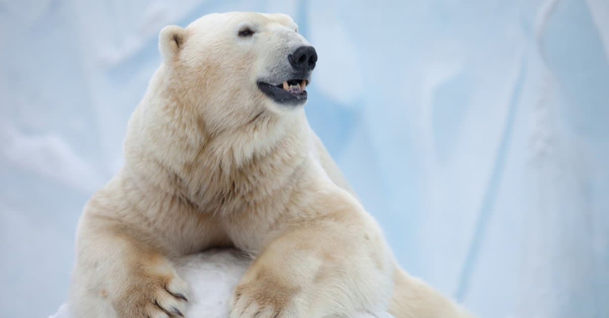 Strongest animal bite – polar bear