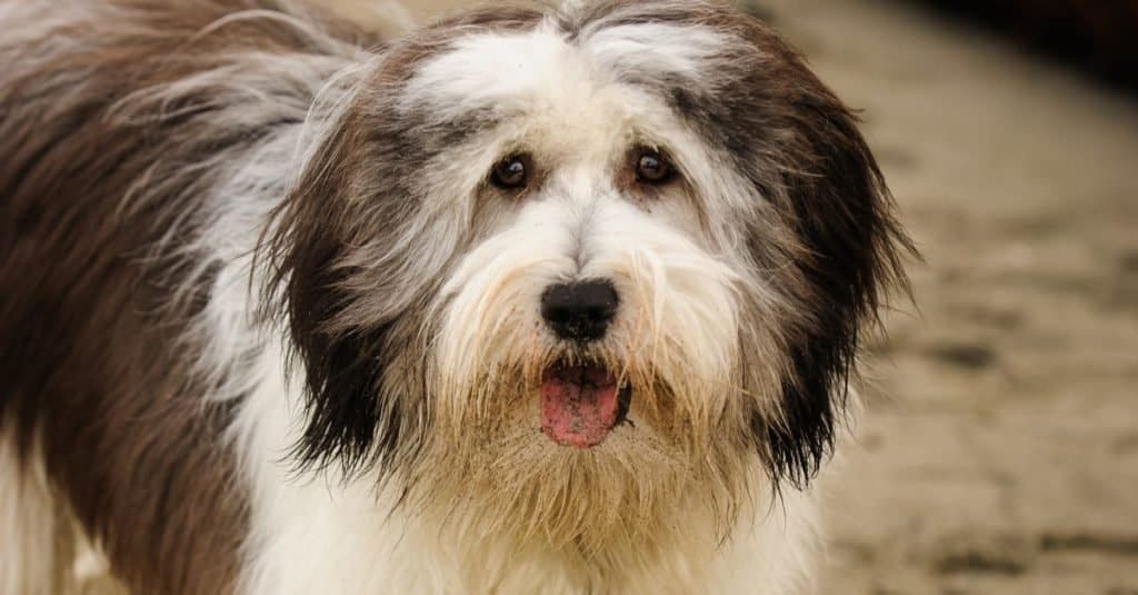 Polish Lowland Sheepdog sitting on the beach among logs.