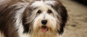 Polish Lowland Sheepdog close-up