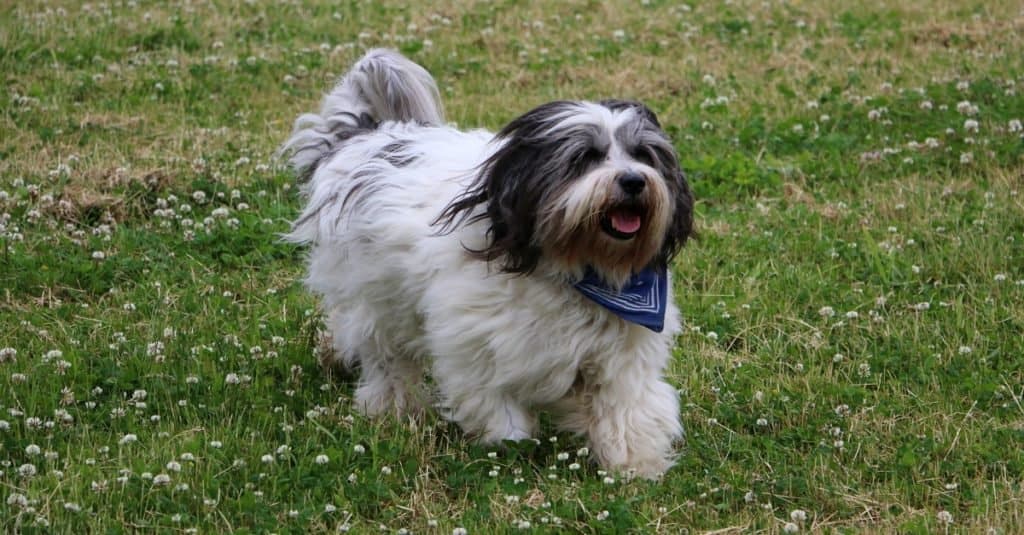 are polish lowland sheepdog aggressive