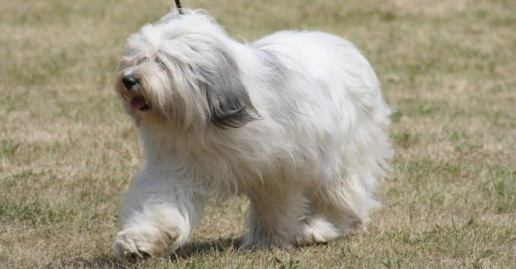 Polish Lowland Sheepdog walking in the park.