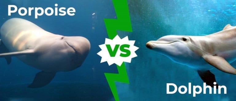 Porpoise vs Dolphin