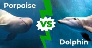 Porpoise vs Dolphin: 5 Ways That These Sea Mammals Are Different Picture