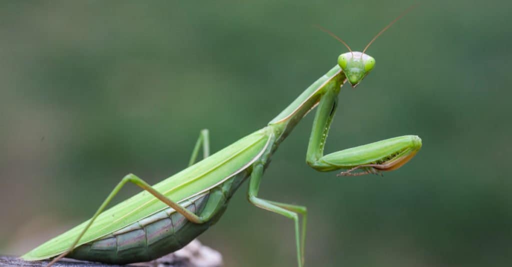 life cycle of a praying mantis