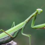 Found worldwide in both temperate and tropical habitats, the praying mantis is known for its large, triangular head, bulbous eyes, and ability to grasp prey with its spiked forelegs.