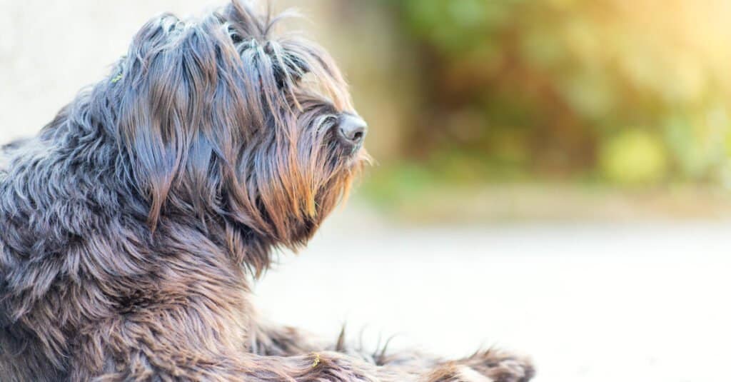 Profile of a Bergamasco