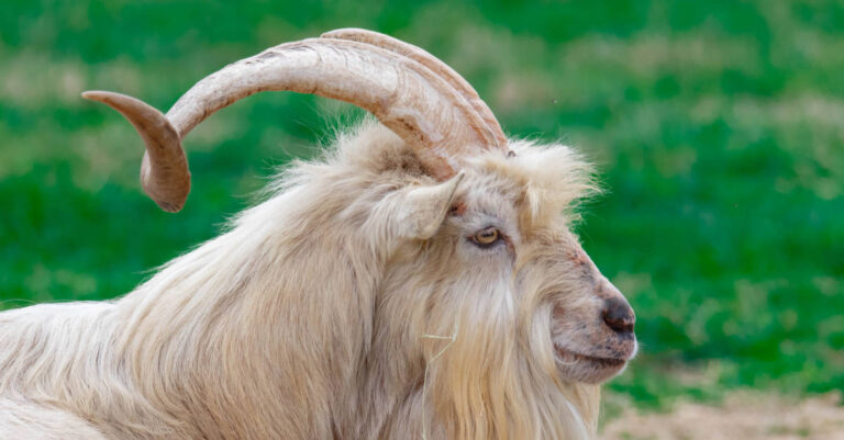 Profile of a Kiko goat with horns