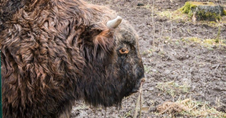 Profile of a beefalo