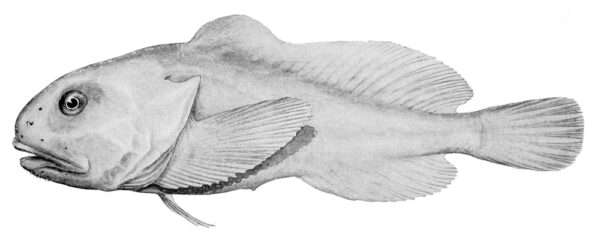 Blobfish Conservation Status Are Blobfish Endangered A Z Animals