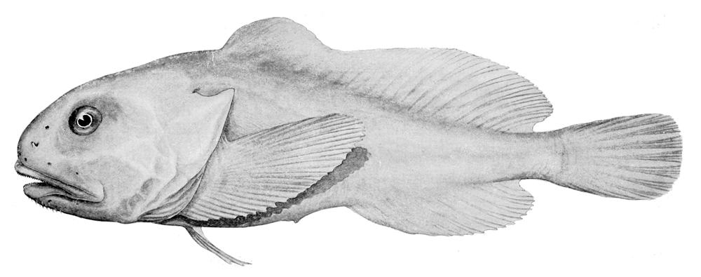 Neophrynichthys marcidus = Tâm thần marcidus