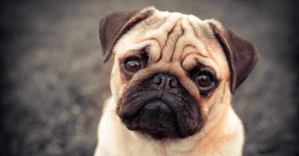 Animals with large eyes – dog