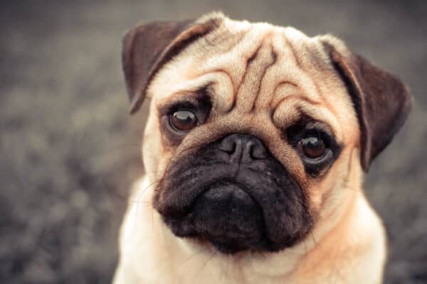 Unlike humans, dogs have a membrane that acts as a third eyelid to protect their eyes.