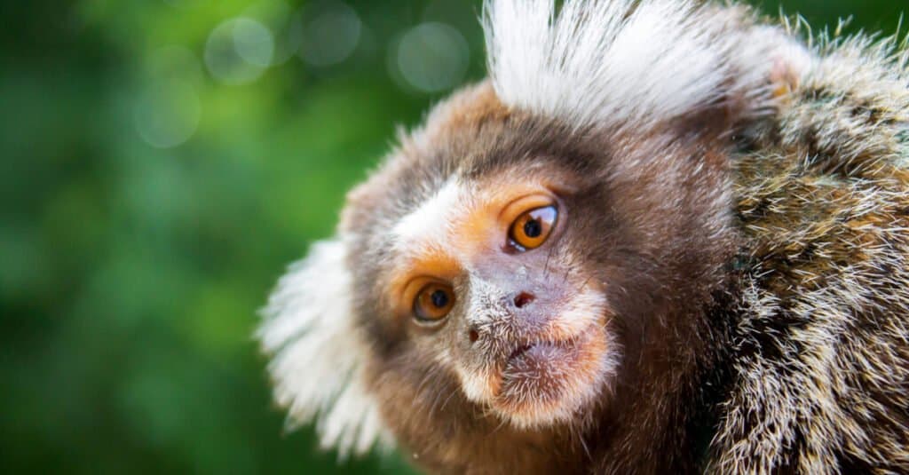 Animals with big eyes - pygmy marmosets