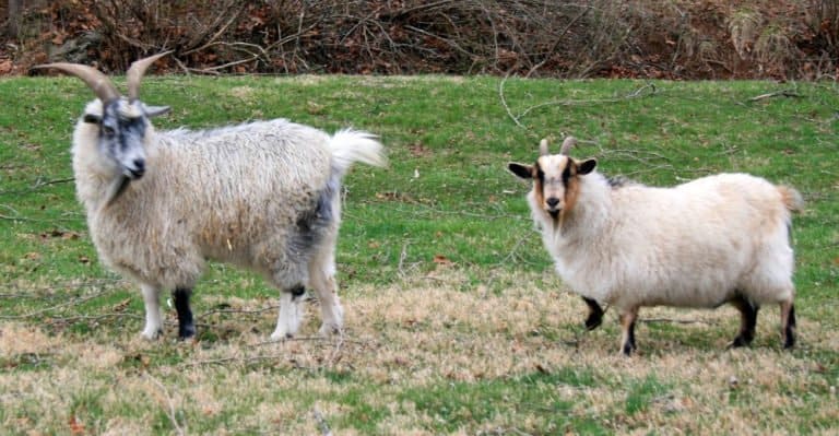 Male and female Pygora Goats standing in the pasture.