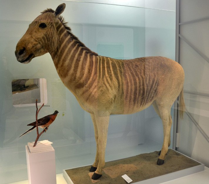 Taxidermied Quagga in the Naturhistorisches Museum of Basel.