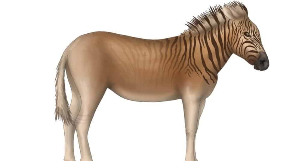 A sketch of the extinct Quagga.