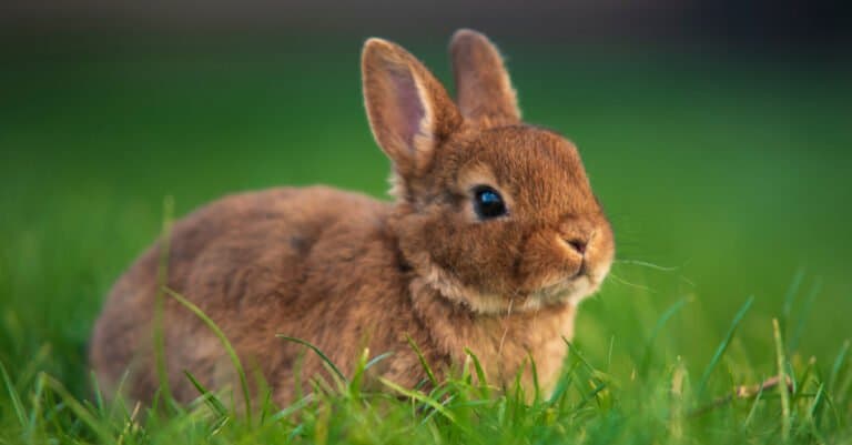Animals with large eyes – Rabbit