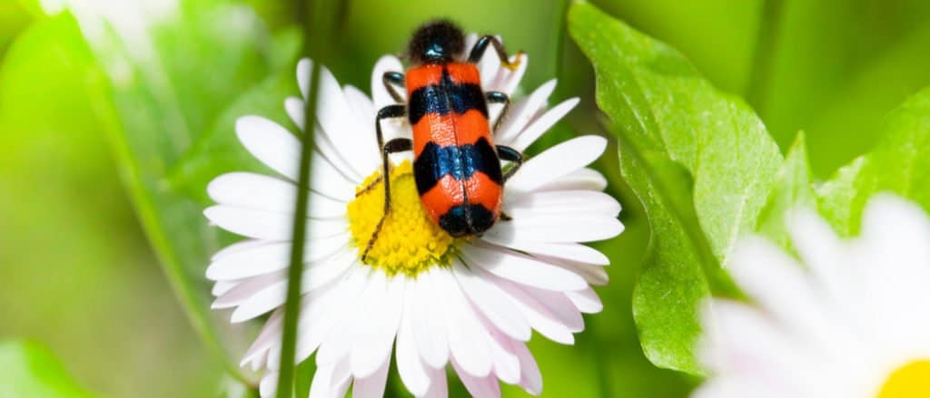 Red Blister Beetle on a chamomile flower