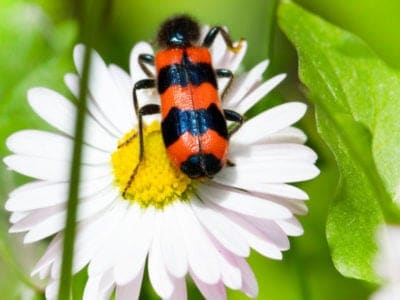 A Blister Beetle