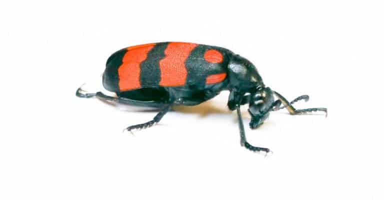 Red Blister beetle on white background