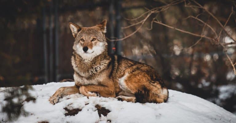 Rarest animal – Red wolf