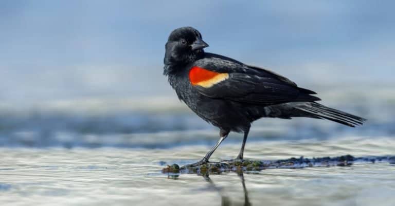 Adult male Red-winged Blackbird (Agelaius phoeniceus) in Galveston County, Texas, USA. Standing on water edge.