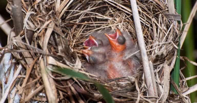 Red-winged Blackbird nest full of brand new baby hatchlings begging for food.