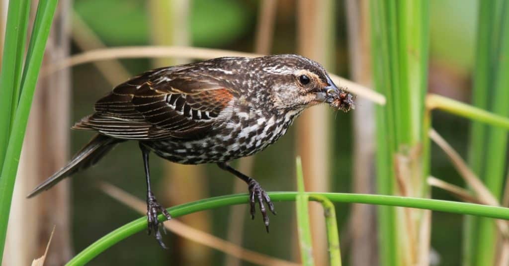 Female Red-winged Blackbird with insects for her babies.