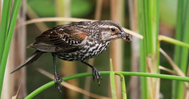 Female Red-winged Blackbird with insects for her babies.