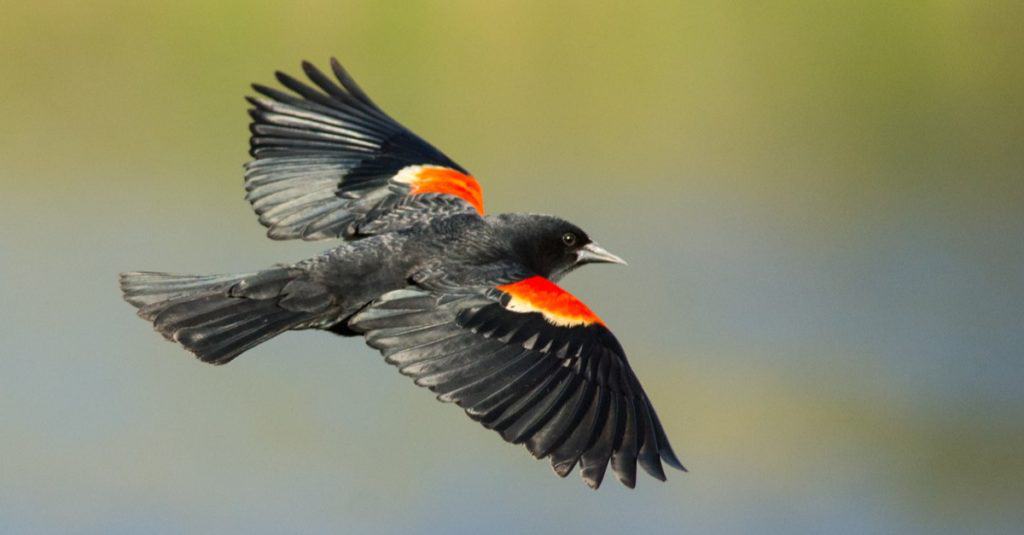 Male Red-winged blackbird in flight.