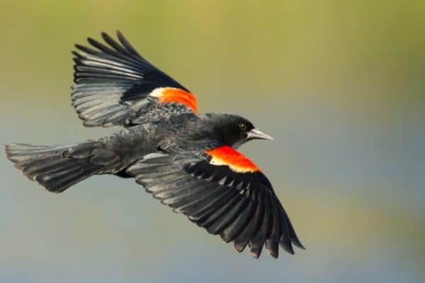 Male Red-winged blackbird in flight.