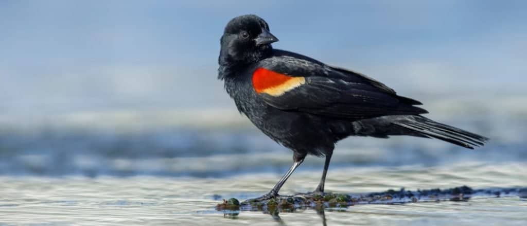 Red-winged Blackbird at water's edge