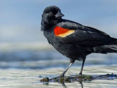 A Red-winged blackbird