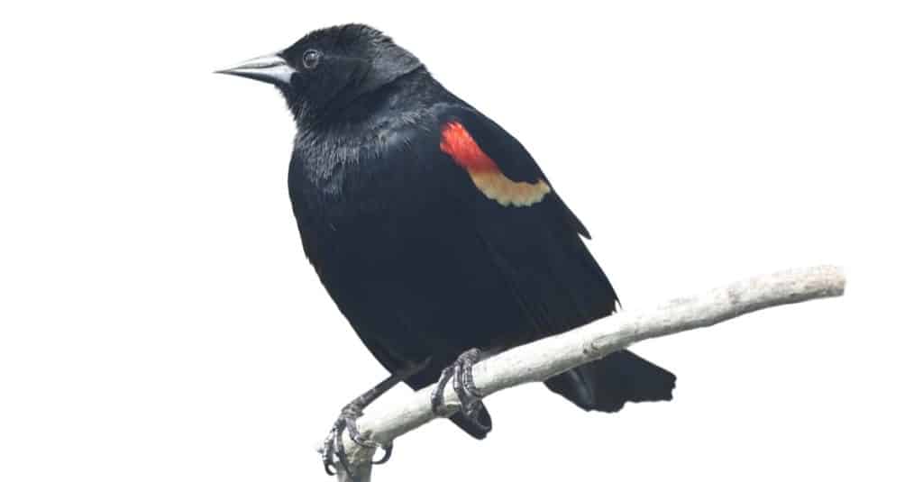 Red-Winged Blackbird male isolated on white background.