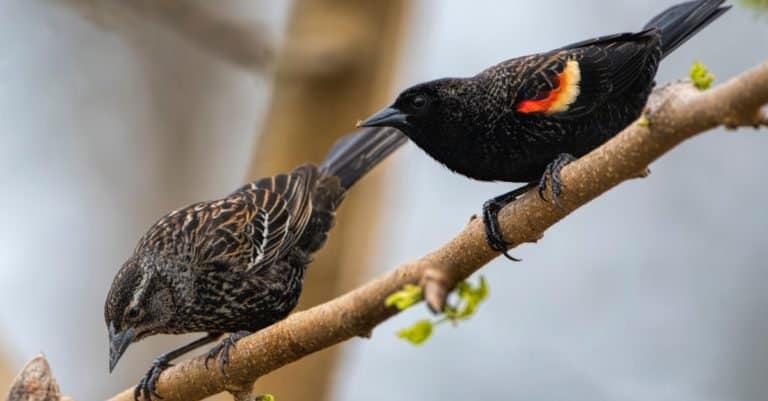 Red Wing Blackbird Pair on a mulberry branch in Louisiana.