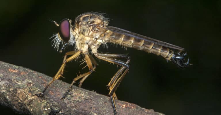 Animals that use mimicry – robber fly