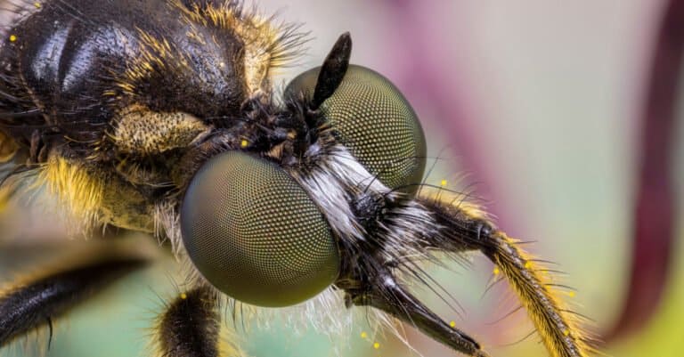 Animals that use mimicry – robber fly
