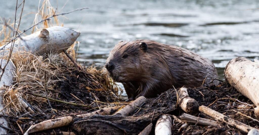 are beavers nocturnal