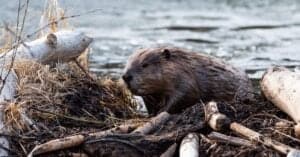 Discover the World’s Biggest Beaver Dam (Longer than Seven Football Fields!) Picture