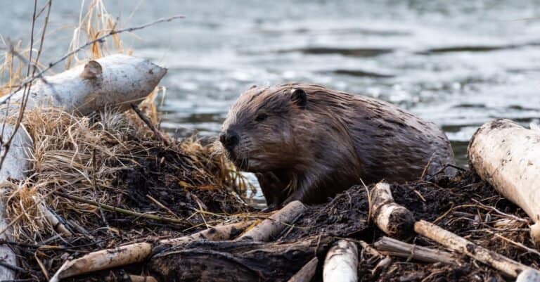 A rodent species, a large beaver walking over the beaver dam.