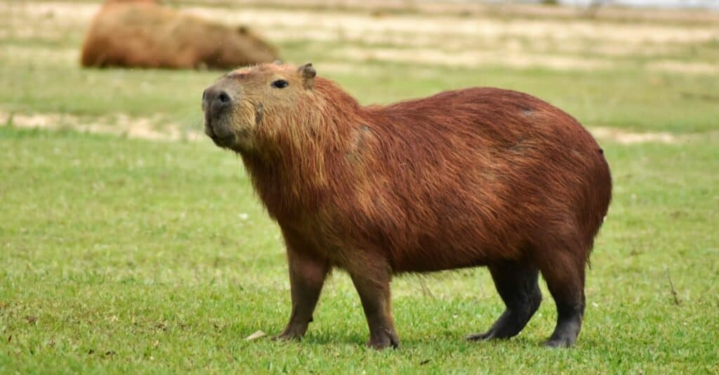 The largest living rodent in the world: the capybara (Hydrochoerus hydrochaeris)